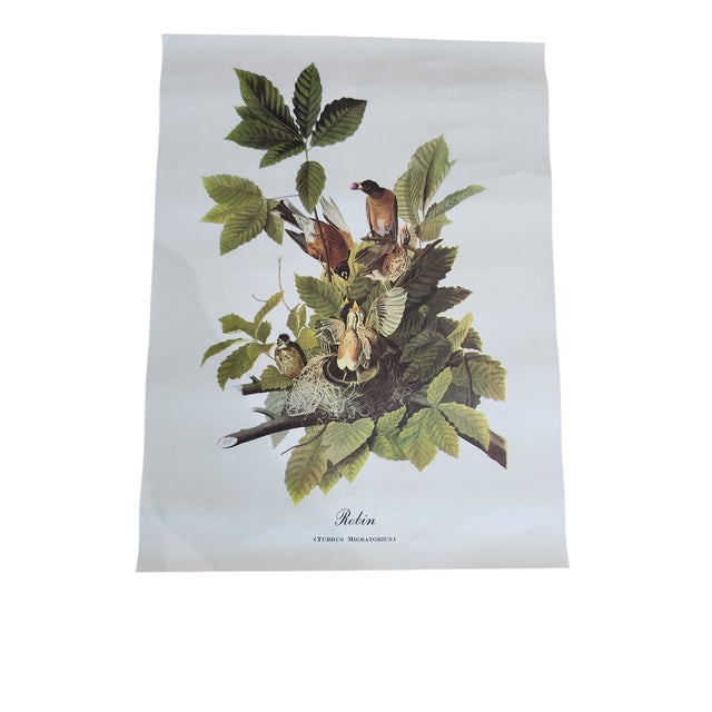 Vintage Audubon Birds of America Prints - Set of 14 For Sale - Image 12 of 15