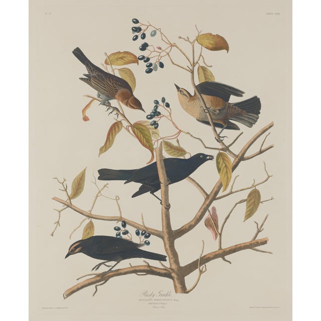 Paper Vintage 1966 John James Audubon Double-Sided Reproduction Prints — Eagle, Falcon, Dove, Swift, Finch, Warbler, Thrush and Grackle - Collection of 4 For Sale - Image 7 of 9
