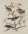Paper Vintage 1966 John James Audubon Double-Sided Reproduction Prints — Eagle, Falcon, Dove, Swift, Finch, Warbler, Thrush and Grackle - Collection of 4 For Sale - Image 7 of 9