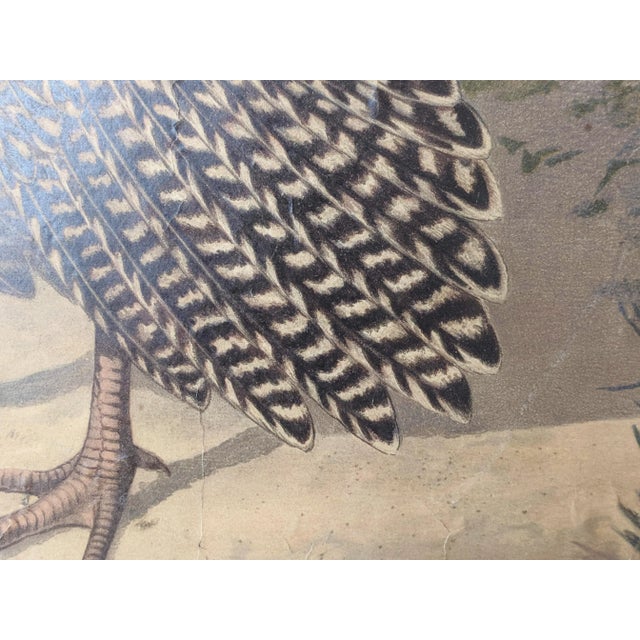 Antique Educational Wall Chart, Lithograph, Turkey, 19th Century For Sale - Image 5 of 8