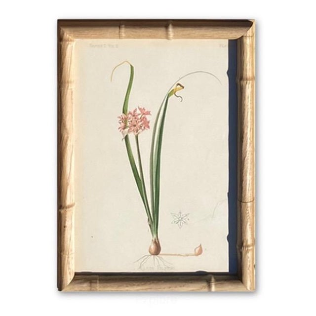 Framed Antique Chromolithographs Set of 7 From "Wild Flowers of America", Series II Volume Ii, L. Prang & Co., Boston (C. 1879) For Sale - Image 14 of 18