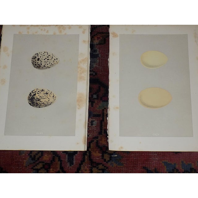 Antique 19th Century Hand Colored Egg Lithographs - Water Birds - Set of 12 For Sale In Cincinnati - Image 6 of 9