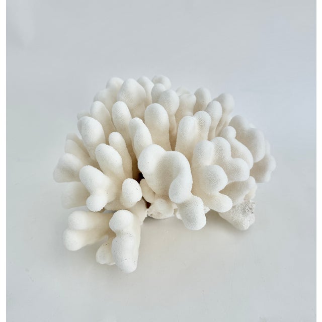 Chinoiserie Natural Pacific Elk Coral Coastal Home Decor For Sale - Image 3 of 8