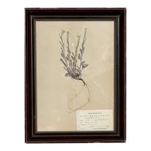 Antique Swedish Botanical Pressed Herbarium 1942 Beautifully Displayed in This Antique Frame