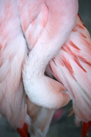 Flamingo #9 by Alicia Bock Print, 16" x 24"