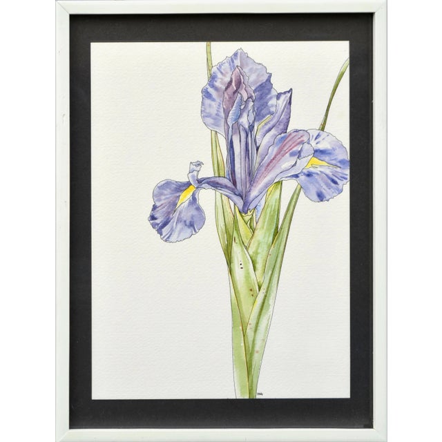 Iris For Sale In Monterey, CA - Image 6 of 6
