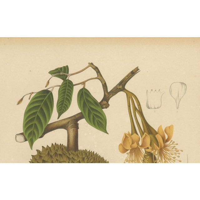 Gold Sheep van Nooten, Durian Botanical, 1880, Chromolithograph For Sale - Image 8 of 10