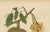 Gold Sheep van Nooten, Durian Botanical, 1880, Chromolithograph For Sale - Image 8 of 10