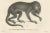 This image features two lithographs depicting different species of primates, originally drawn by Carel Christiaan Antony...