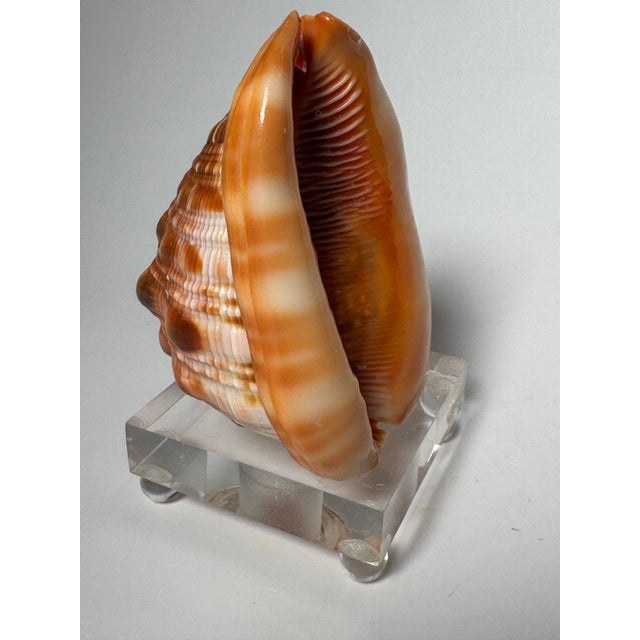 Vintage Coastal Red Helmet Shell With Lucite Stand, Peach, Apricot & Cream For Sale - Image 9 of 11