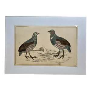 Antique Hand Colored Bird Print From England Showcasing a Pair of Large-Footed Partridges - Circa 1850