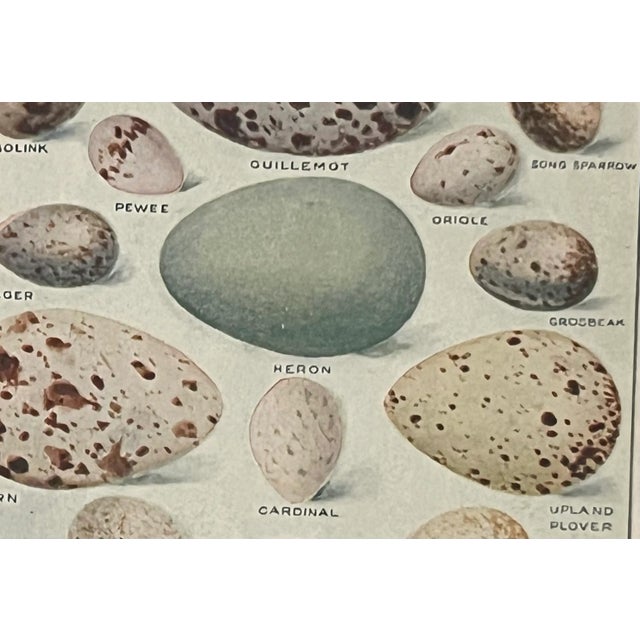 Realism Oology Bird's Egg Scientific Illustration Original Print For Sale - Image 3 of 5