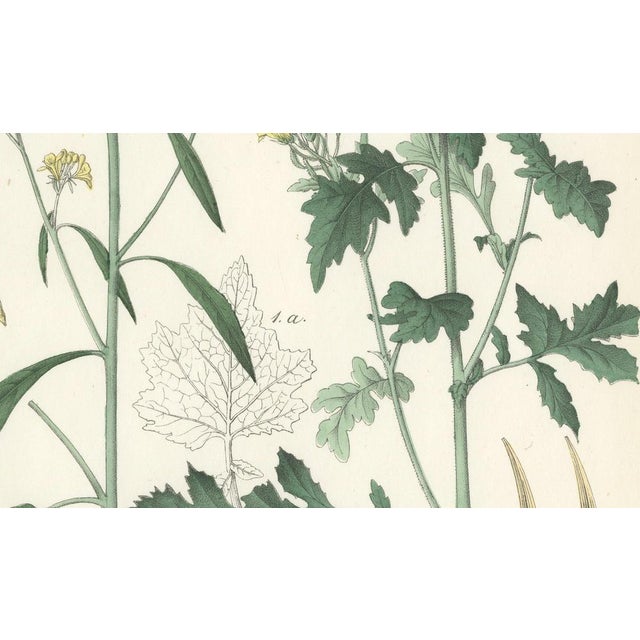 Calwer, Botanical Illustration of Wild Mustard and Charlock, 1854, Print For Sale - Image 4 of 6