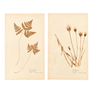 Pair of Authentic Swedish Pressed Botanicals 1960s Beautifully Composed Herbarium Specimens Vintage Pressed Wild Flowers