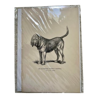 1950s Vintage Print of Bloodhound For Sale