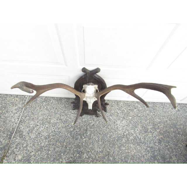 Vintage Black Forest Mounted Deer Antlers For Sale - Image 15 of 16