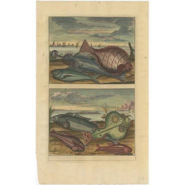 Early 18th Century Various Fish Species and Other Marine Life, 1726, Paper, Set of 12 For Sale - Image 5 of 14