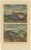 Early 18th Century Various Fish Species and Other Marine Life, 1726, Paper, Set of 12 For Sale - Image 5 of 14