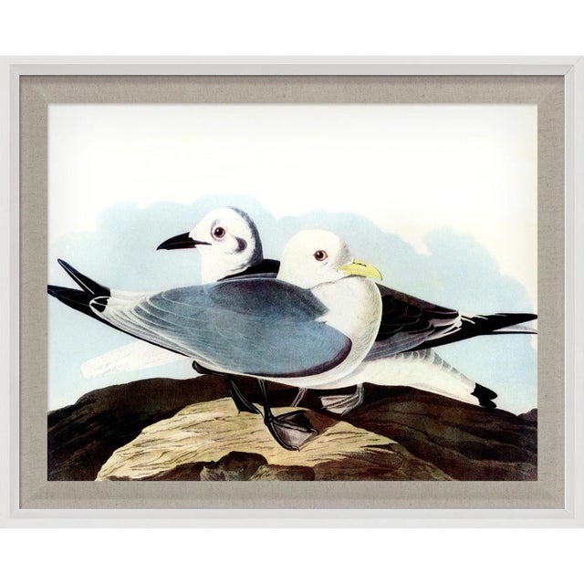 Audubon 10, Framed Artwork For Sale