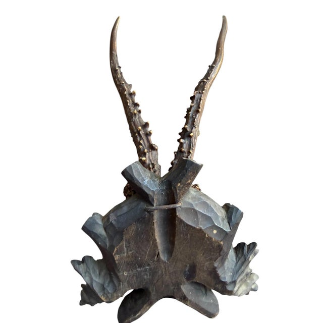 1900 - 1909 Roe Deer Trophy 162 Black Forest Antlers Mount For Sale - Image 5 of 5