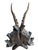 1900 - 1909 Roe Deer Trophy 162 Black Forest Antlers Mount For Sale - Image 5 of 5