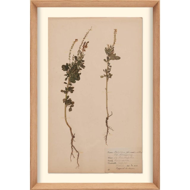Natural pressed flower herbariums that are originals dating back between 1890 and 1950. Hand pressed in Sweden. Note: Each...