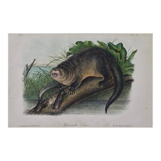Audubon "Canada Otter": An Original Audubon Hand Colored Lithograph, 1849-1854 For Sale