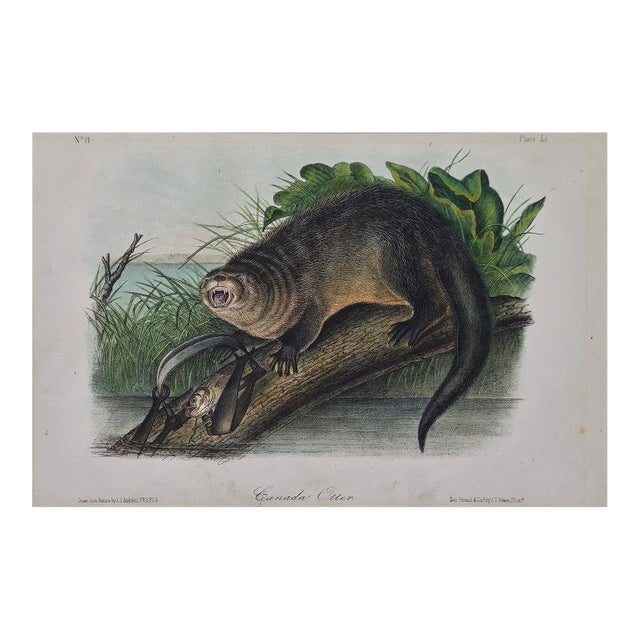 Audubon "Canada Otter": An Original Audubon Hand Colored Lithograph, 1849-1854 For Sale