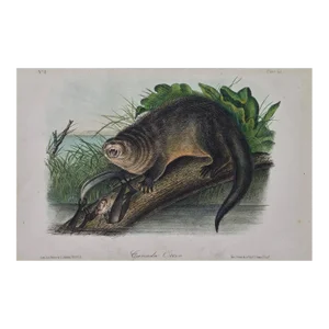 Audubon "Canada Otter": An Original Audubon Hand Colored Lithograph, 1849-1854