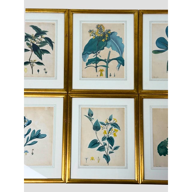 English Set of 6 Antique 1797-1803 Henry Andrews Hand-Colored Botanical Engravings For Sale - Image 3 of 11