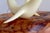 Ivory Vintage Mid-Century Modern John Perry Style Pellucida Seals on Burlwood Sculpture For Sale - Image 8 of 17