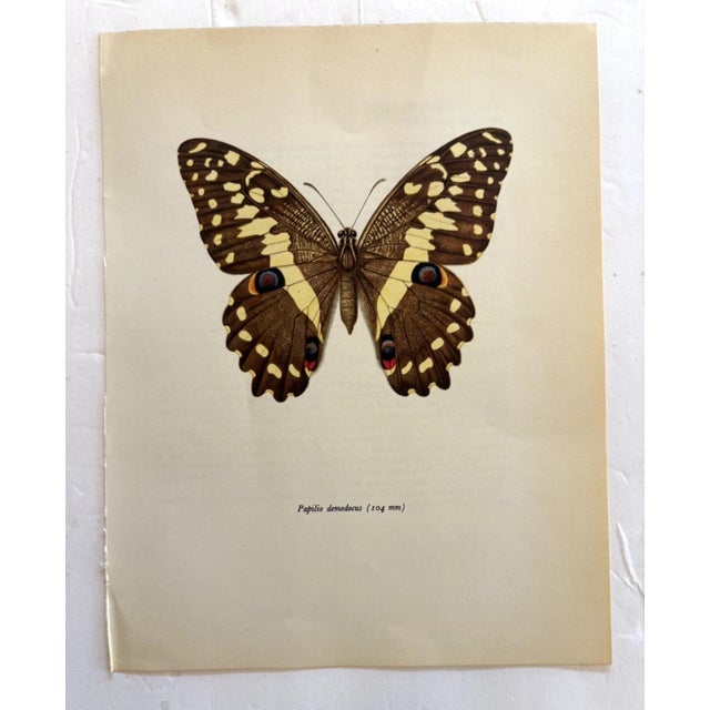 Up for sale is this gorgeous lithograph by F. Prochazka, published in Great Britain in 1965. It is in excellent, gently-...