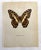 Up for sale is this gorgeous lithograph by F. Prochazka, published in Great Britain in 1965. It is in excellent, gently-...