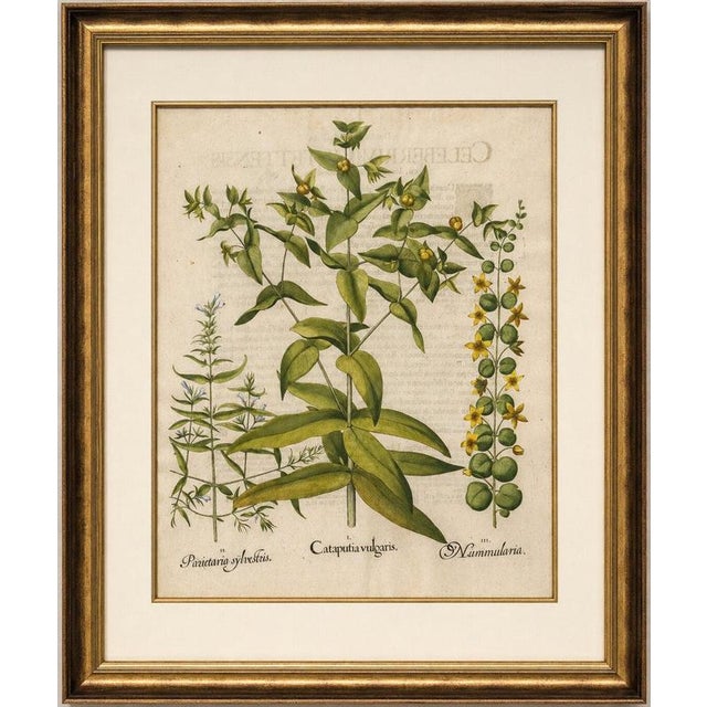Basilius besler spurge, glasswort & pennywort botanical engraving, 1613 original antique hand-colored copper engraving...