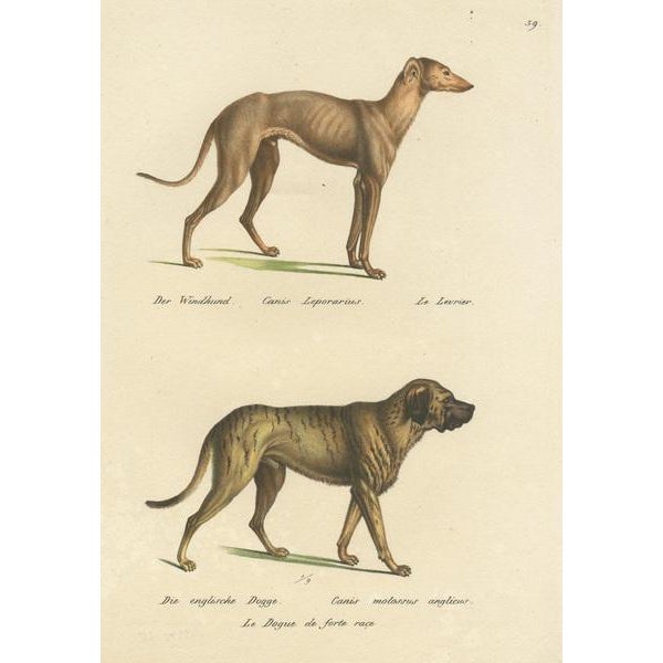 Greyhound and English Greyhound Dog, 1824 For Sale - Image 3 of 6