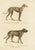 Greyhound and English Greyhound Dog, 1824 For Sale - Image 3 of 6