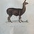 French Antique 18th Century "Lama" Animal Engraving Hand Colored Signed Artwork For Sale - Image 4 of 9