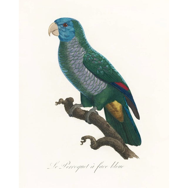 Reproduction Antique 1805 Antique French Parrot Prints - Set of 8 For Sale In Los Angeles - Image 6 of 11