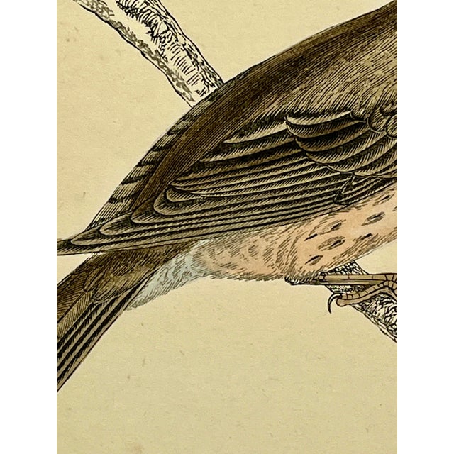 Antique Hand Tinted Bird Print Featuring a Brown & Tan Spotted Flycatcher - Circa 1880 For Sale In Dallas - Image 6 of 11