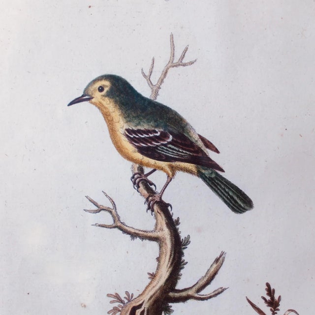 Wood Mid 18th Century Bird Engravings by George Edwards - a Pair For Sale - Image 7 of 13