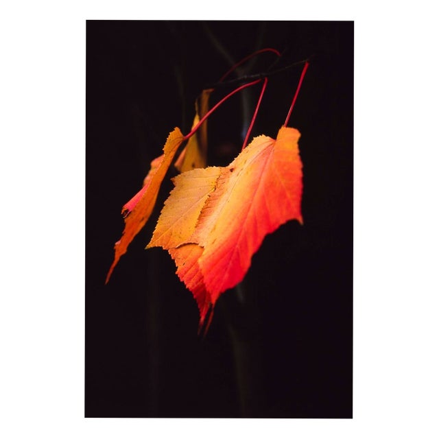 Paul Cooklin, Maple Leaves, Edition of 50 For Sale