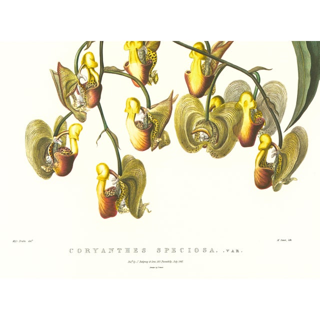 Limited edition reproduction print of one of the most famous botanical works ever produced, "The Orchidaceae of Mexico and...
