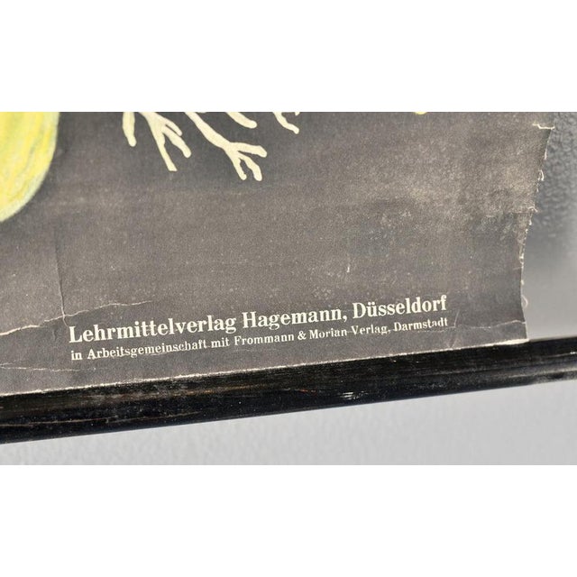 Educational Chart of the Snail by Jung Koch Quentell 1960s For Sale - Image 4 of 6