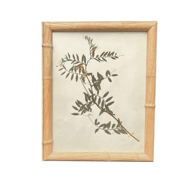 Framed Herbarium Collection of Botanical Specimens From 1897, Set of 12 For Sale - Image 13 of 18