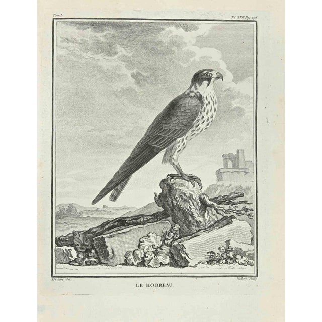 Le Hobreau is an etching made by F. Hubert in 1771. The artwork Belongs to the suite "Natural, general and particular...