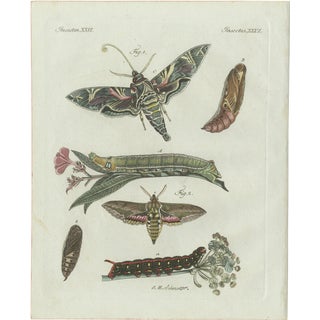 Bertuch, Exotic Moths and Caterpillars, 1800, Engraving For Sale