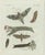 Bertuch, Exotic Moths and Caterpillars, 1800, Engraving For Sale