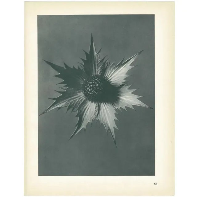 1920s 1928 Giant Eryngo by Karl Blossfeldt, Original Period Photogravure N66 For Sale - Image 5 of 6