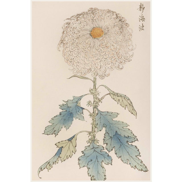 White Pompon Mum by Hasegawa, Vintage Japanese Botanical Art Print, 8" X 12" For Sale