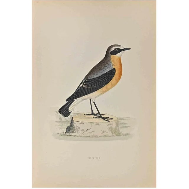 Wheatear is a modern artwork realized in 1870 by the British artist Alexander Francis Lydon (1836-1917) . Woodcut print,...